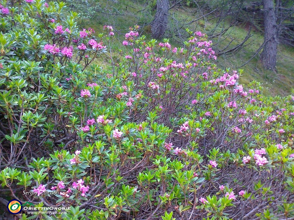 26 Rododendri.jpg